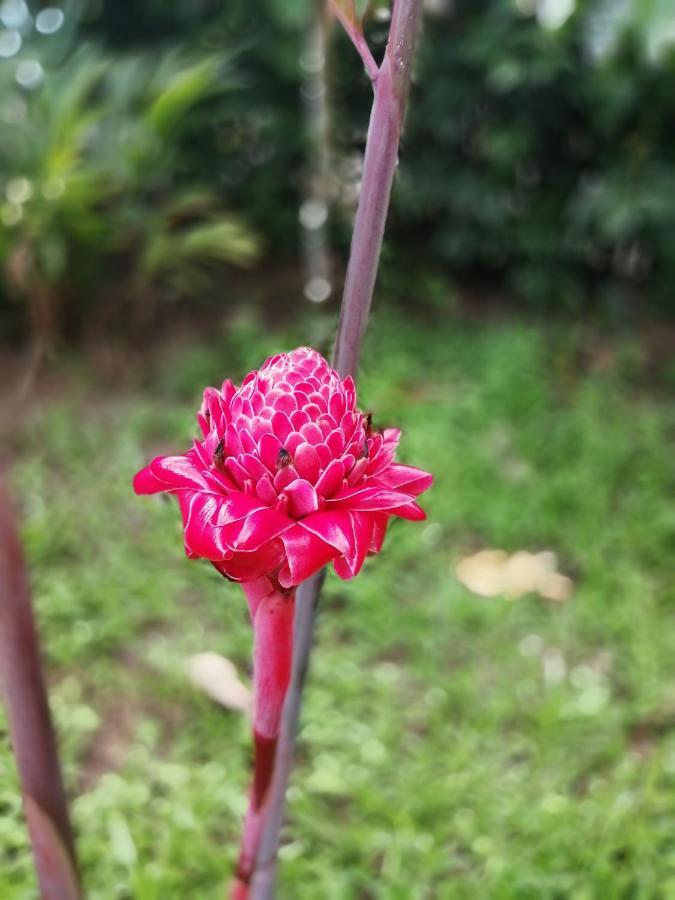 Hospedaje Meryscar Tortuguero Exteriör bild