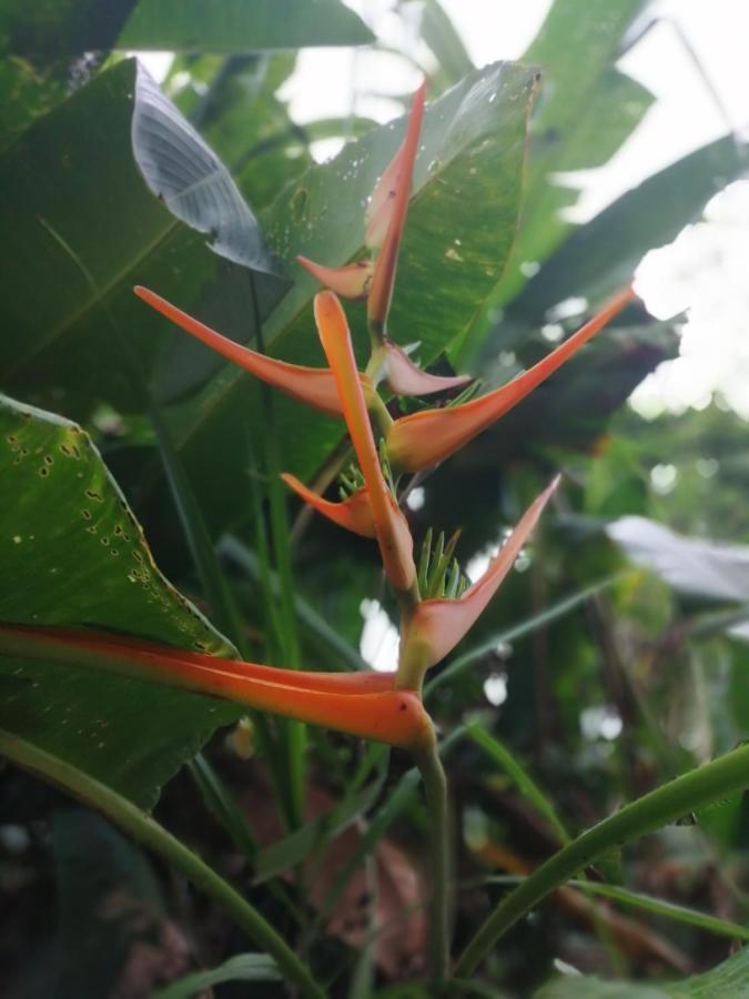 Hospedaje Meryscar Tortuguero Exteriör bild
