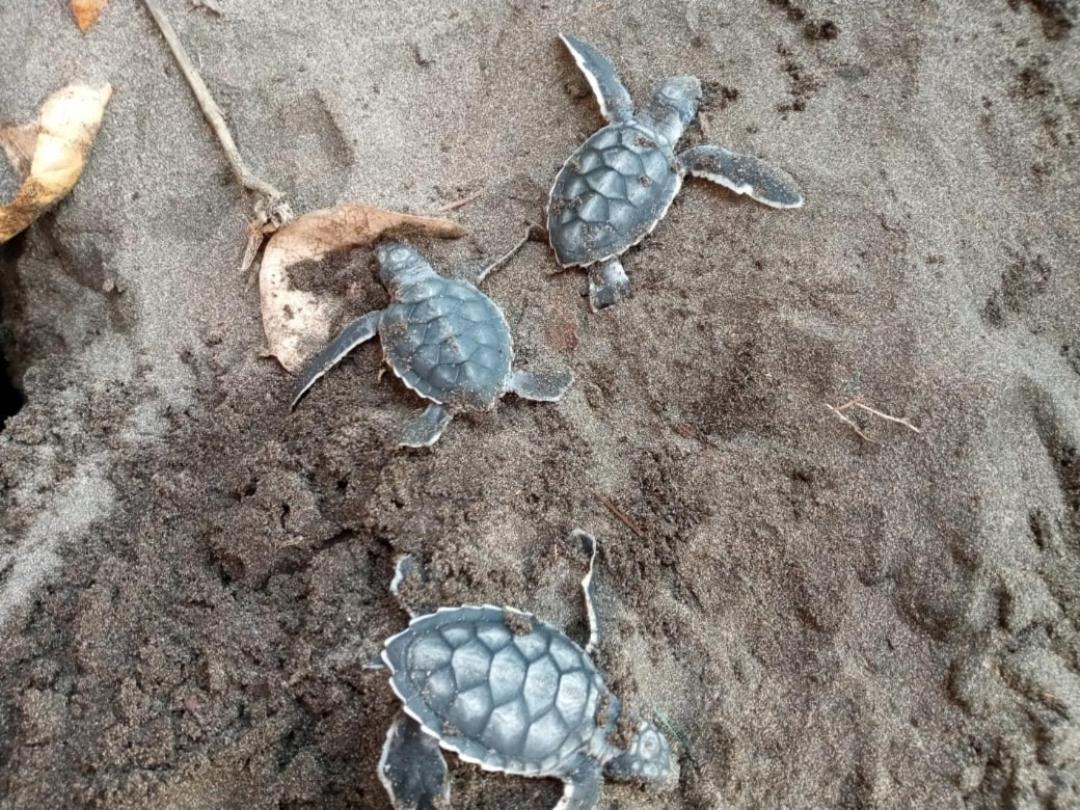Hospedaje Meryscar Tortuguero Exteriör bild