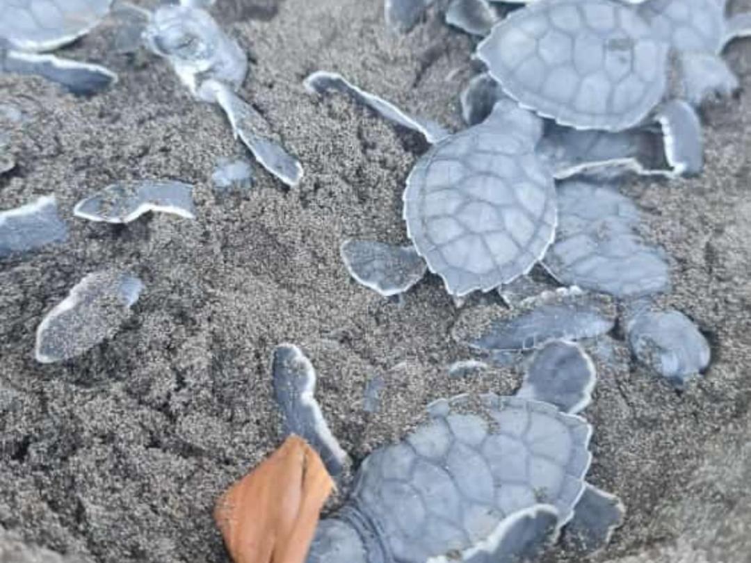 Hospedaje Meryscar Tortuguero Exteriör bild