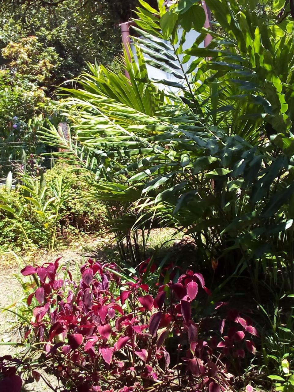 Hospedaje Meryscar Tortuguero Exteriör bild
