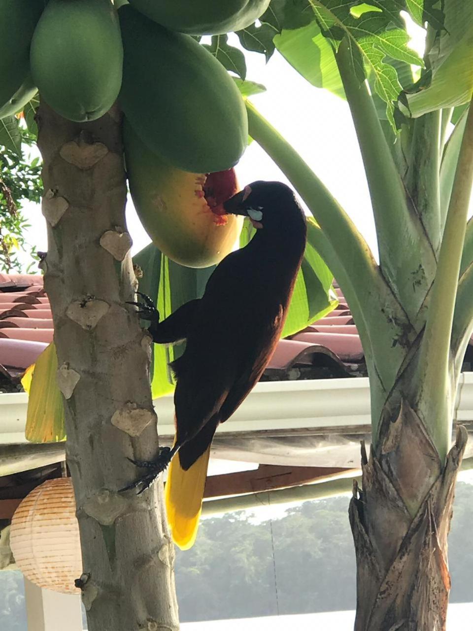 Hospedaje Meryscar Tortuguero Exteriör bild